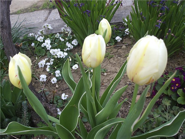 tulipani